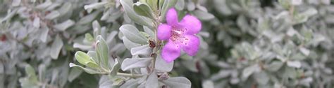 Fact sheet: Texas Sage - UF/IFAS Extension Nassau County