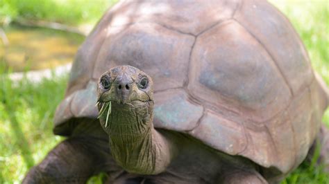 "World's oldest tortoise" Jonathan turns 190 | News - TFM