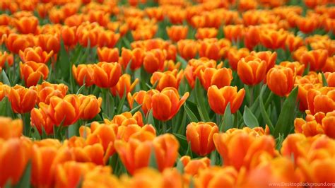 Orange Tulips HD Wallpapers - Top Free Orange Tulips HD Backgrounds ...