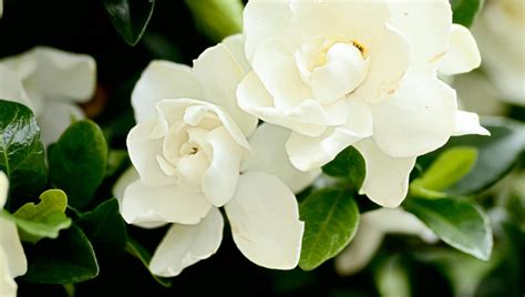 Jubilation™ Gardenia - Southern Living Plants