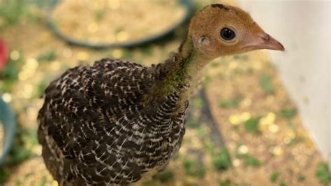 Thankful for the Turkey | Blog | Nature | PBS