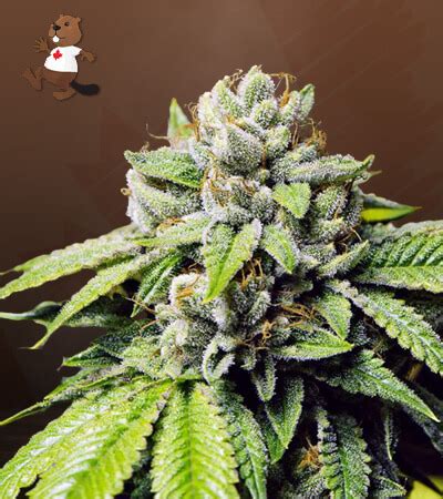 Fire OG Strain - SeedFare Find the Perfect Seed at the Right Price