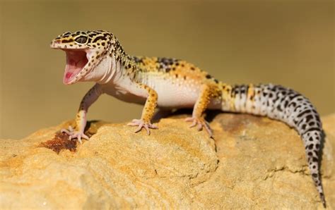 Lizard Names: 375+ Funny, Cool & Good Reptile Names | My Pet's Name