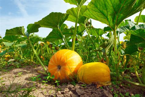 When to plant pumpkins? - Alices Wonderland Nursery