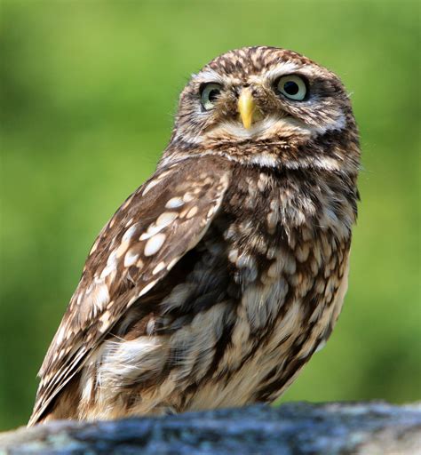 Little Owl Portrait Free Stock Photo - Public Domain Pictures