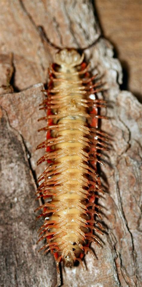 Millipedes: annoying, but important - UF/IFAS Extension Sarasota County