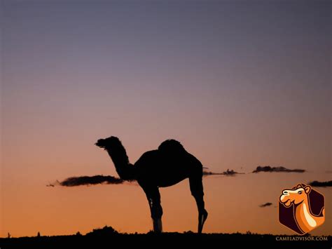 Feral Camels: The Economic Impact on Australian Agriculture and Local Communities