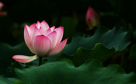 Lotus HD Wallpaper - WallpaperSafari