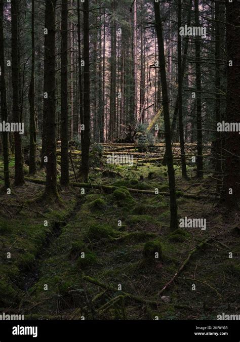 Old storm damage in woodland at Balliemeanoch by the River Cur. Near Strachur. Argyll and Bute ...