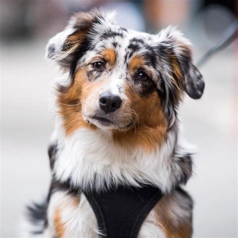 Luna, Miniature Australian Shepherd (7 m/o), NYC | "She's a very large ...