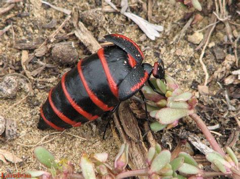 Blister Beetle - Megetra sp. | Beetle, North american, Blisters