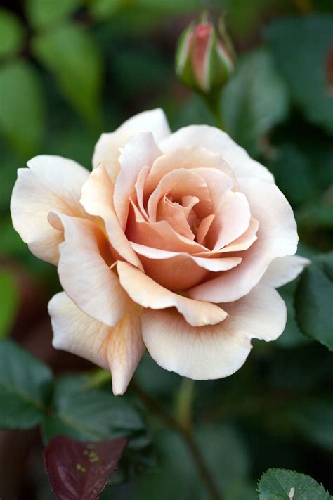 Hybrid Tea Rose: Rosa 'Julia's Rose' AKA 'Chocolate Rose' (U.K., 1976) | Beautiful rose flowers ...