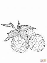 Ausmalbild Himbeeren  Ausmalbilder Kostenlos Zum Ausdrucken sketch template