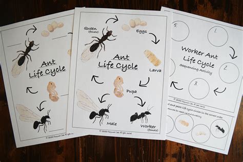 Ant Life Cycle Mini-poster and Sequencing Activity - Etsy