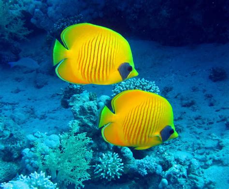 Download Tropical Yellow Fish Underwater Ocean Animal Butterflyfish HD Wallpaper