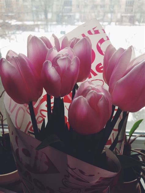 Light pink tulips from my honey on Valentine's Day! | Pink tulips, Flowers, My flower