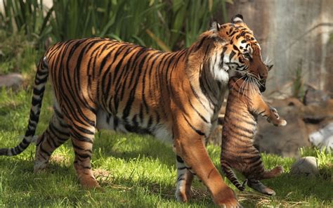 Fond d'écran HD: Animaux, Tigres télécharger une image gratuite #41328