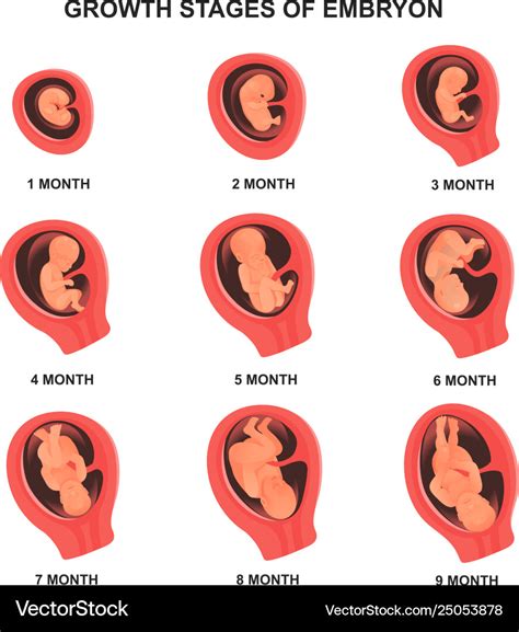 Stages Of Embryology