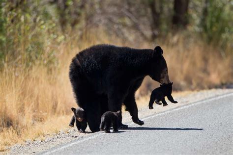 'Observe the posted speed limits': Bear cub at Big Bend National Park ...