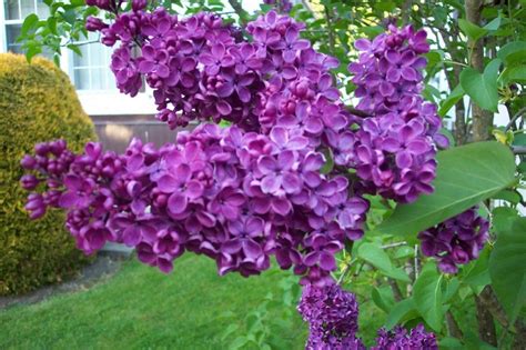 Lilacs.....my favorite!! | Purple flower names, Lilac flowers, Pretty ...