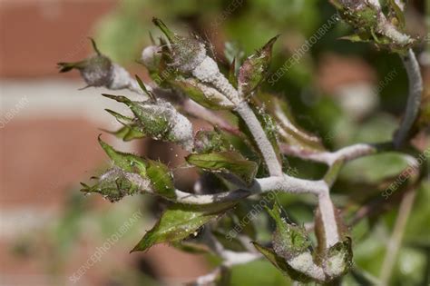 Powdery mildew on rose - Stock Image - C058/3740 - Science Photo Library