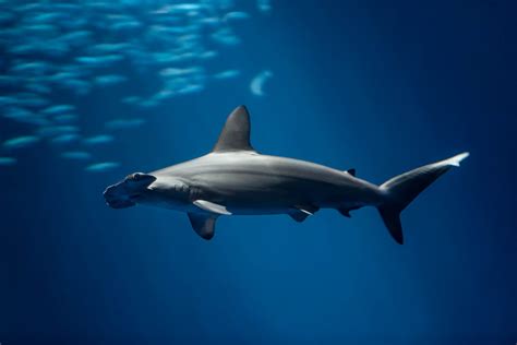 Scalloped hammerhead shark | Monterey Bay Aquarium