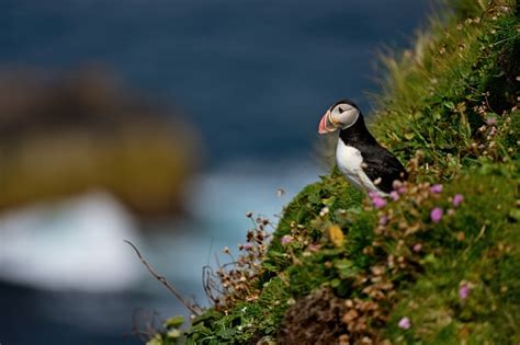 An Adult Puffin Sits In Front Of The Breeding Cave In The Blooming ...