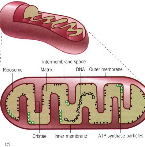 The proton gradient obtained by the electron transport chain (which pumps H+ ions across the ...