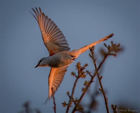 🔥 scissor tail bird in flight. 🔥 : r/NatureIsFuckingLit