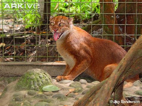 Borneo Bay Cat (Catopuma badia) Classification / Taxonomy