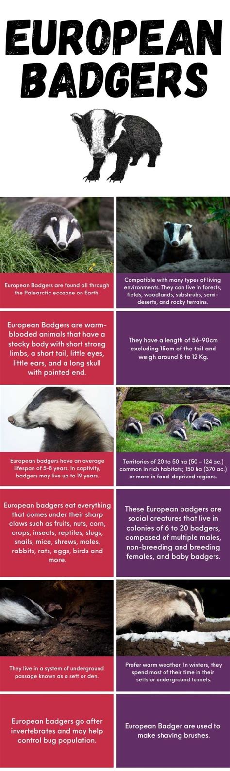 EUROPEAN BADGER: Everything You Need To Know!