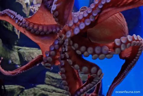 Giant Pacific Octopus: Habitat, Description & Facts - Ocean Fauna