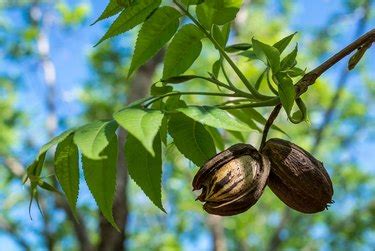 How to Start Pecan Trees From Nuts | Hunker