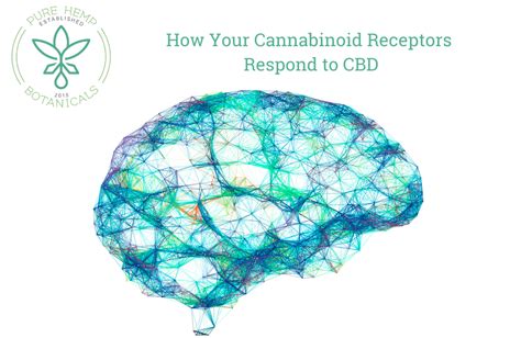 How Cannabinoid Receptors Respond to CBD - Pure Hemp Botanicals