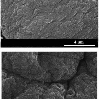 Scanning electron microscopy images of alginate/pectate (1 : 2) beads... | Download Scientific ...