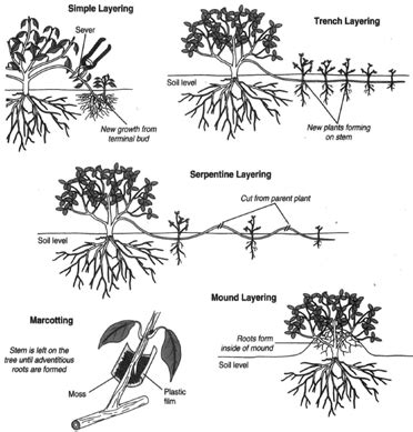 Plant Propagation Methods - Resource Central