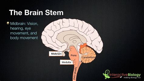 027 The 3 parts of the brain stem and their functions - YouTube