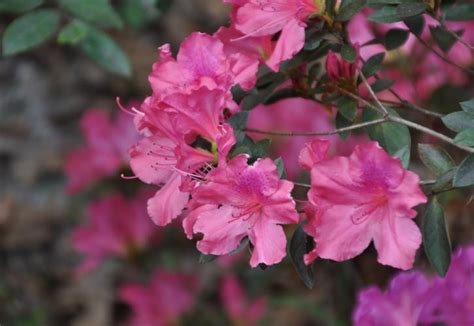 Azaleas at Ravine Gardens | Florida State Parks