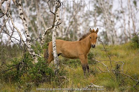 Przewalski's Horse stock photo - Minden Pictures