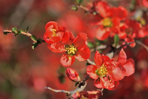 Orange Tree Blossoms Close-up Free Stock Photo - Public Domain Pictures