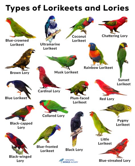 Lorikeets