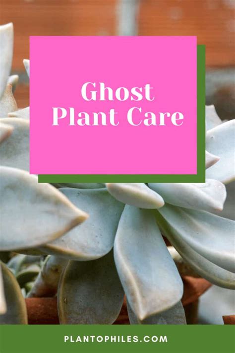 Ghost Plant Care - #1 Best Tips!