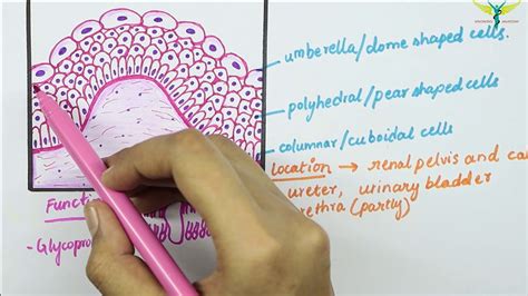 Transitional Epithelium Tissue