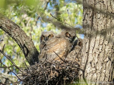 Great Horned Owl Chicks! - 365 Days of Birds