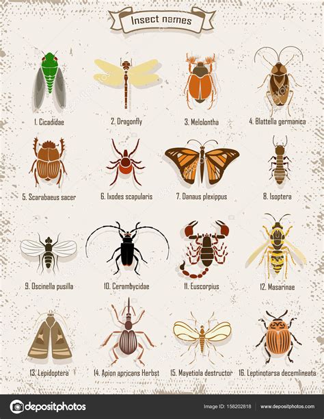 Colorful Insects Icons Set ⬇ Vector Image by © Mogil | Vector Stock 158202818