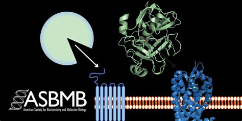 Serine proteases in pericellular proteolysis and signaling