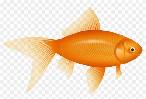 Clip Art Fish Realistic Goldfish Clipart Cliparts And - Fish Png - Free Transparent PNG Clipart ...