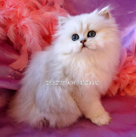 Doll Face Persian kittens For Sale - CHRISTYPAW PERSIANS