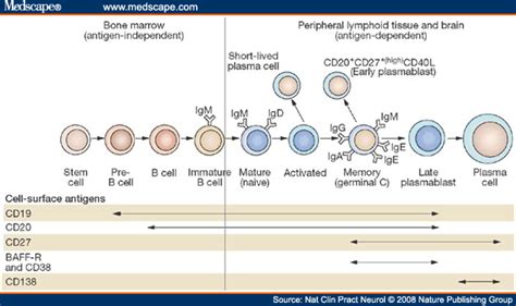 B Cell Differentiation Markers