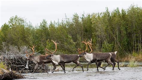 A Guide to Hunting Caribou | MeatEater Hunting